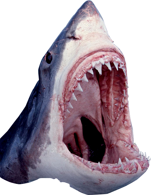 Fierce Shark Open Mouth