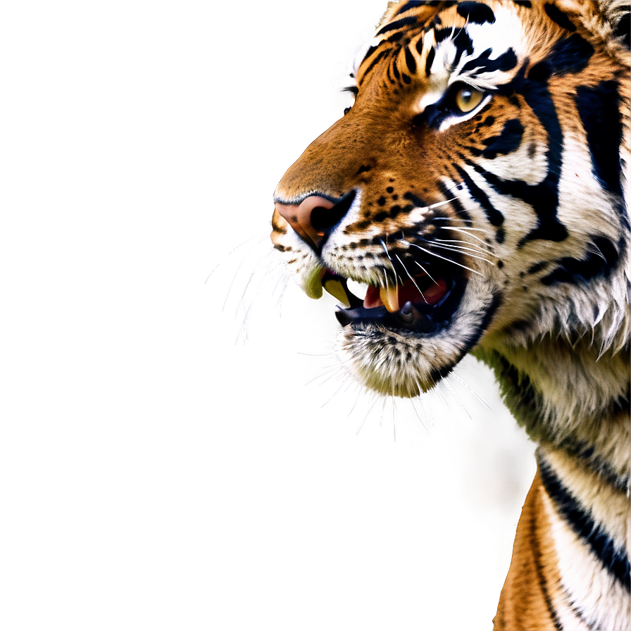 Fierce Tiger Face Png Ack68