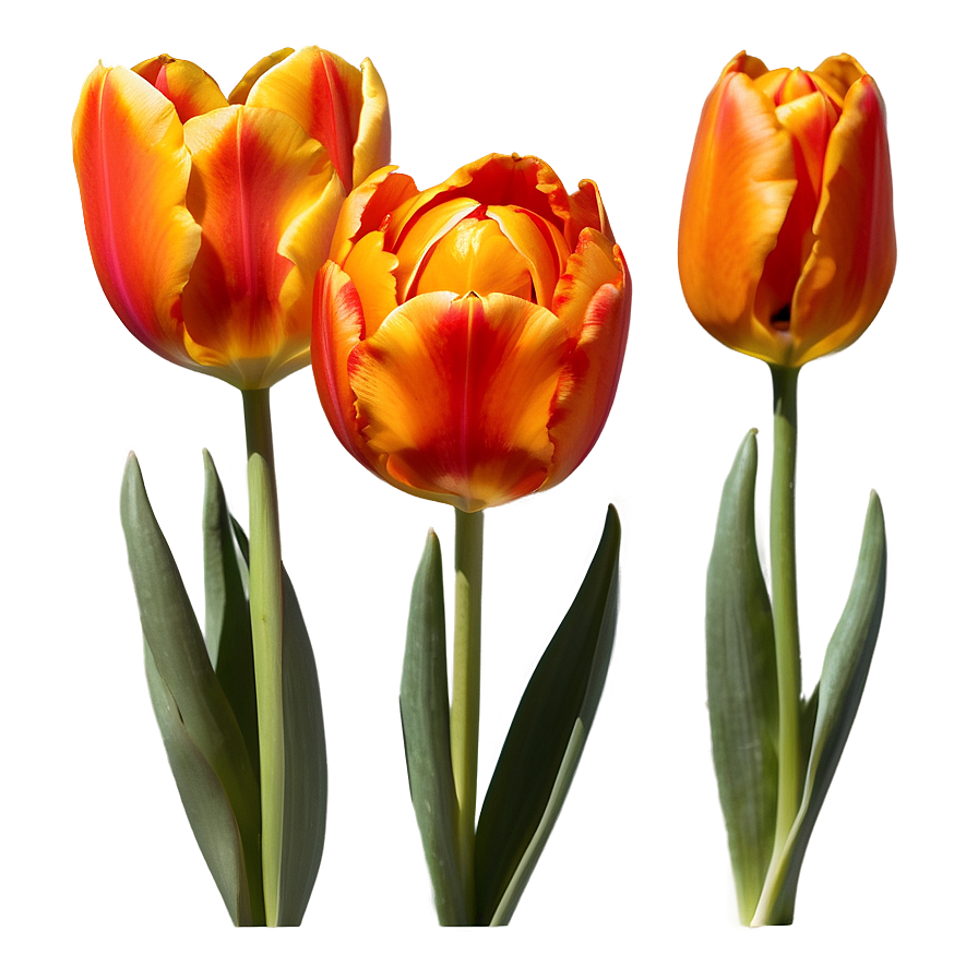 Fiery Orange Tulip Png 06122024