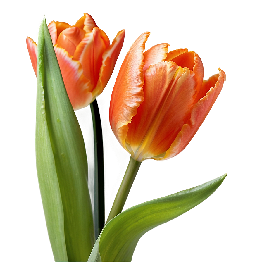 Fiery Orange Tulip Png 16