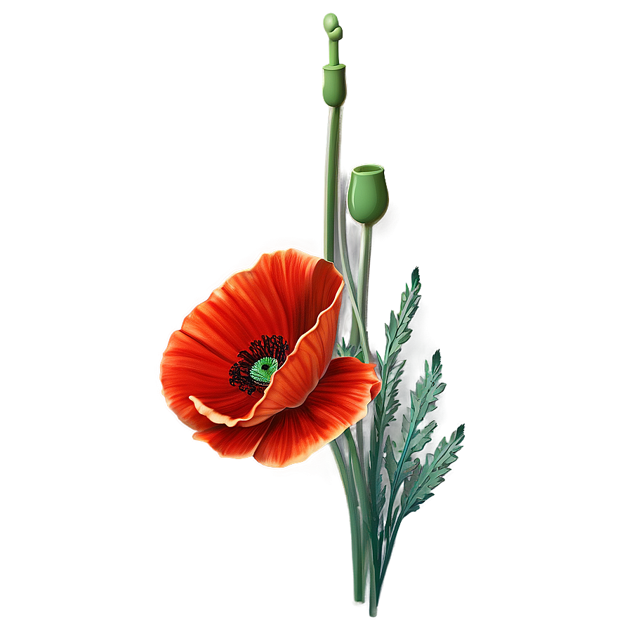 Fiery Red Poppies Image Png 06122024