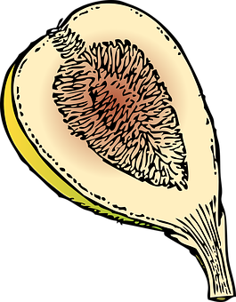 Fig Fruit Cross Section Illustration