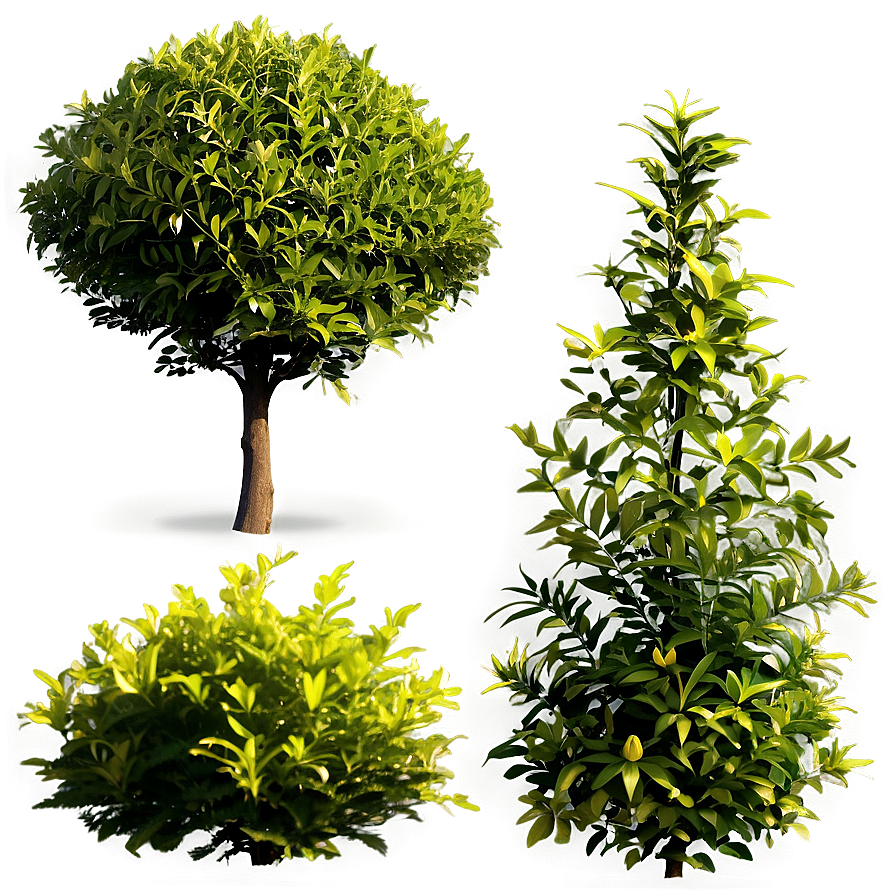 Fire Resistant Shrubs Png 11