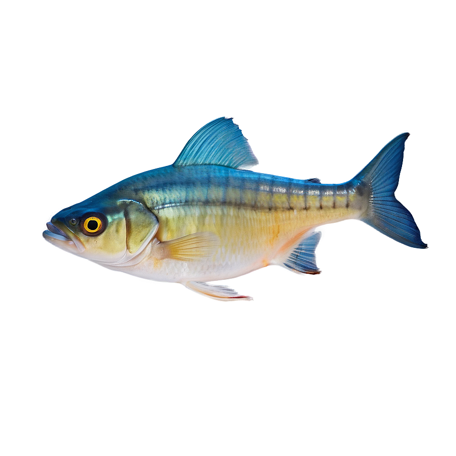 Fish Anatomy Diagram Png 06132024