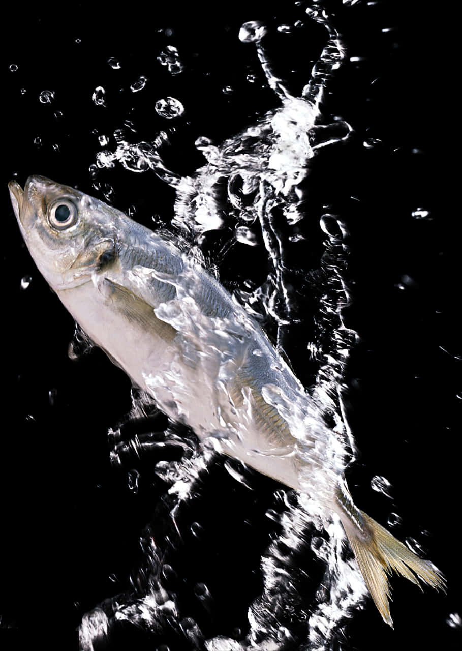 Fish Caughtin Water Splash Photography