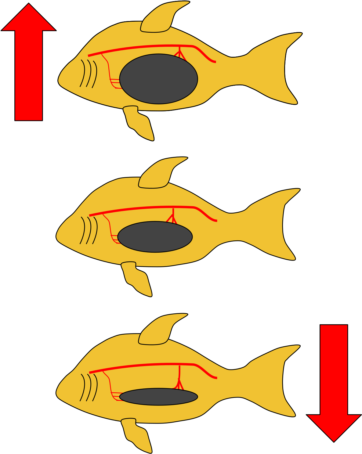 Fish Swimming Direction Change