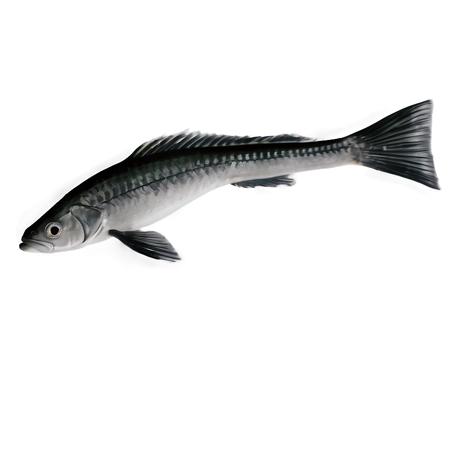 Fish Tail Png Ibt65