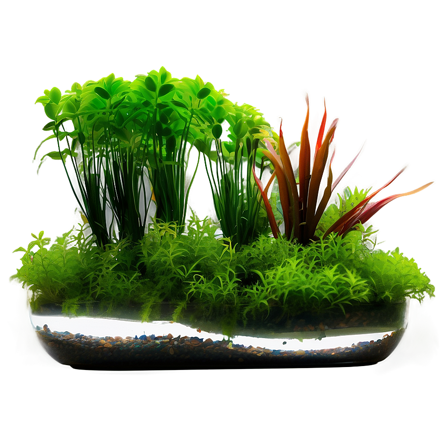 Fish Tank Plants Png 75