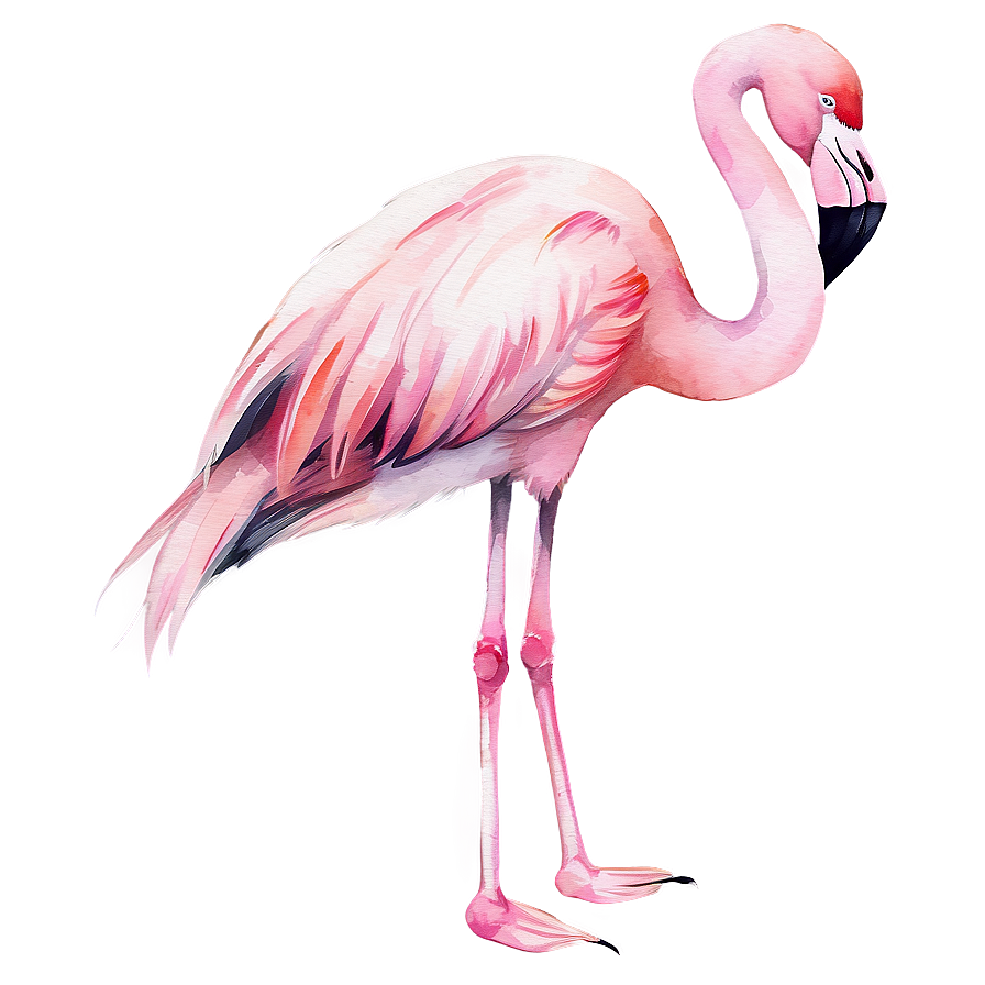 Flamingo Digital Watercolor Png 8