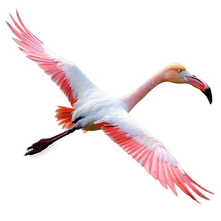 Flamingo Flock In Flight Png 05062024