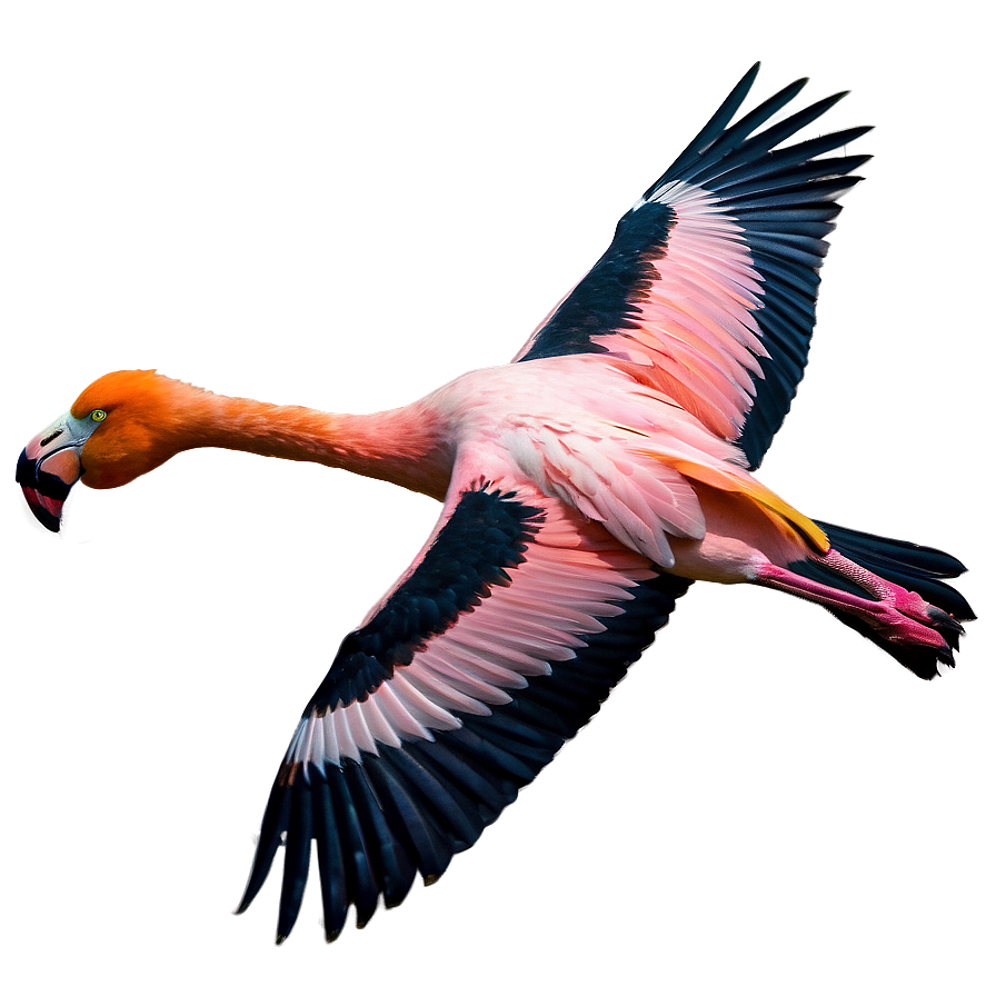 Flamingo Flock In Flight Png Ewt