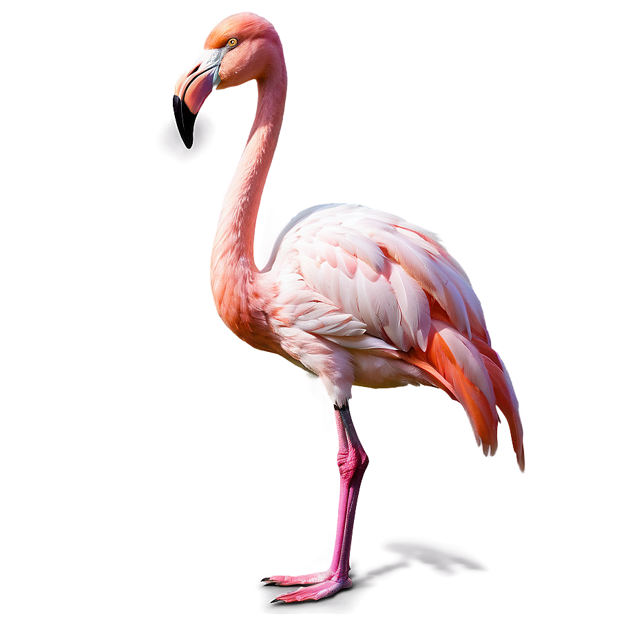 Flamingo Standing On One Leg Png 06292024