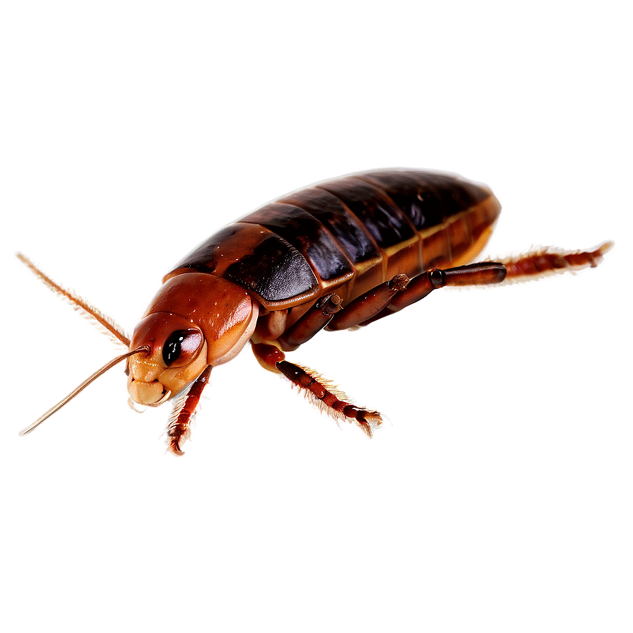 Flat Roach Png Cvq5