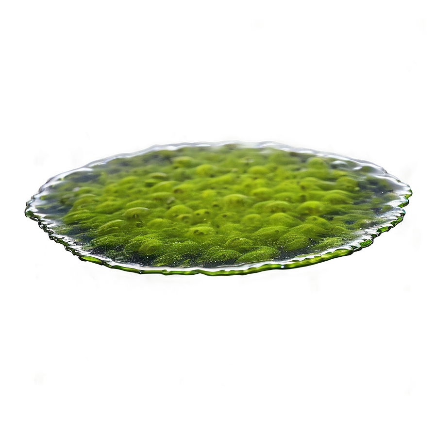 Floating Algae On Water Png Ute