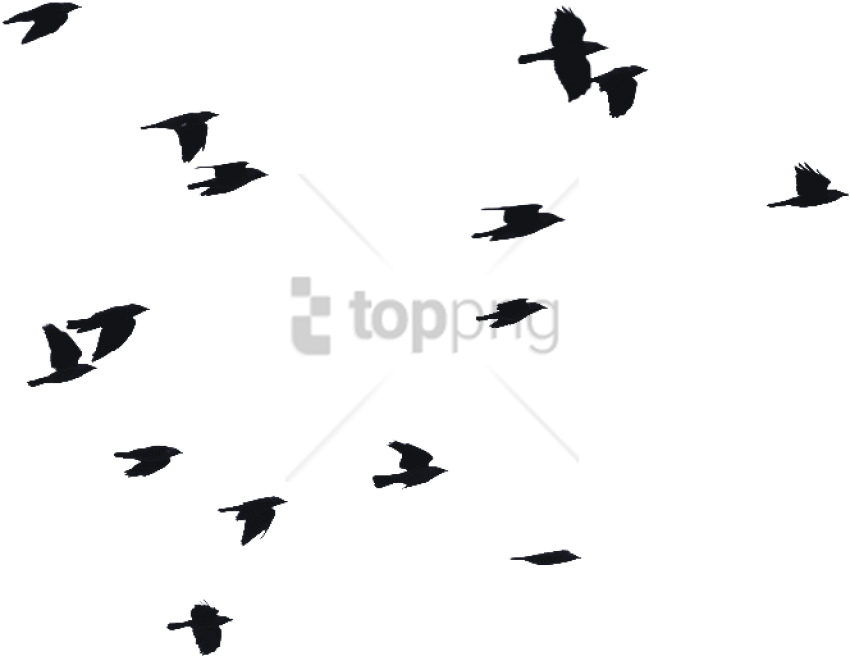 Flock_of_ Birds_ Silhouette_ Pattern.png