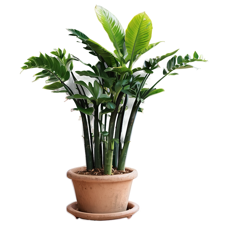 Floor Plant In Interior Png 06282024