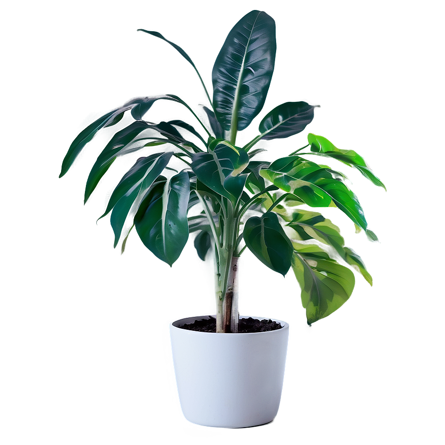 Floor Plant Png 63