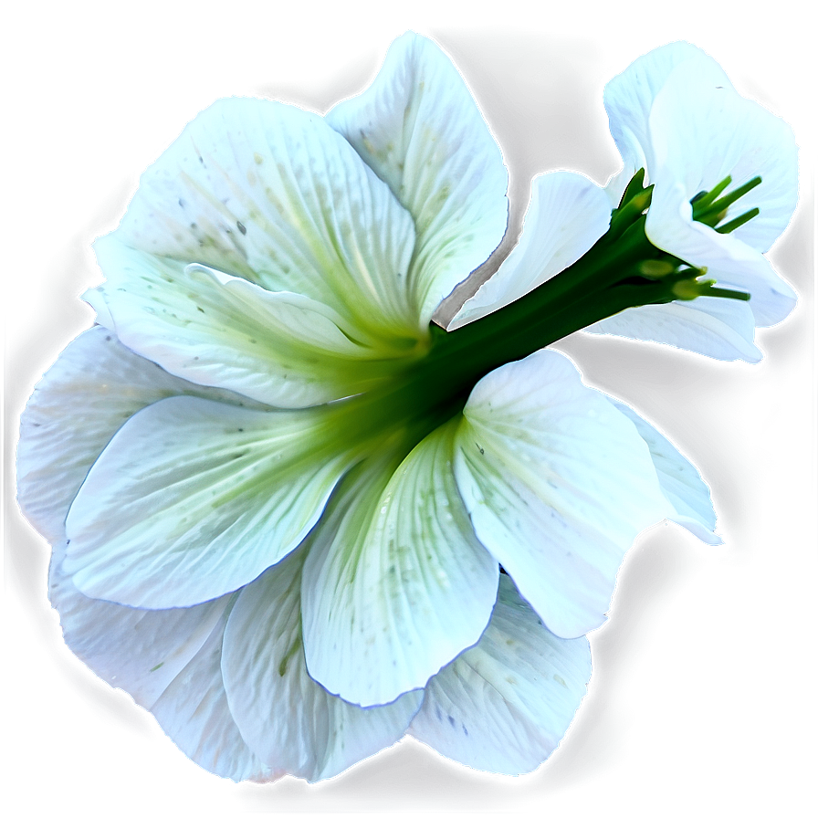 Floral Sample Png 81