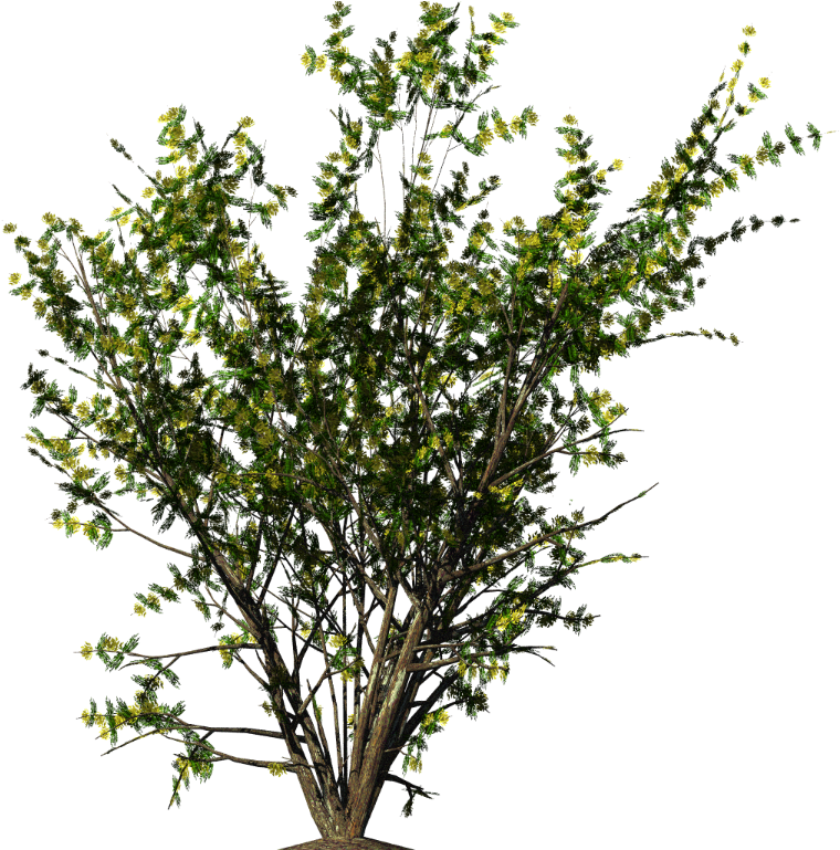 Flourishing Green Shrub.png