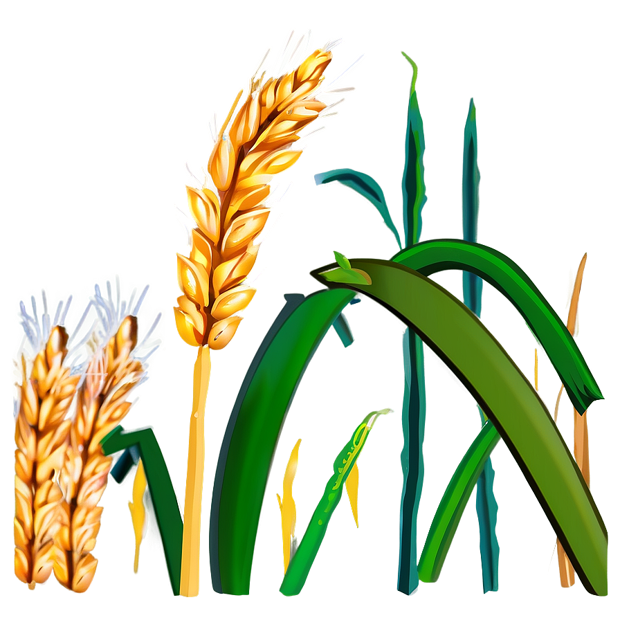 Flourishing Wheat Crop Png 92