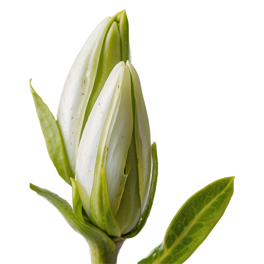 Flower Bud Transparent Png Rup