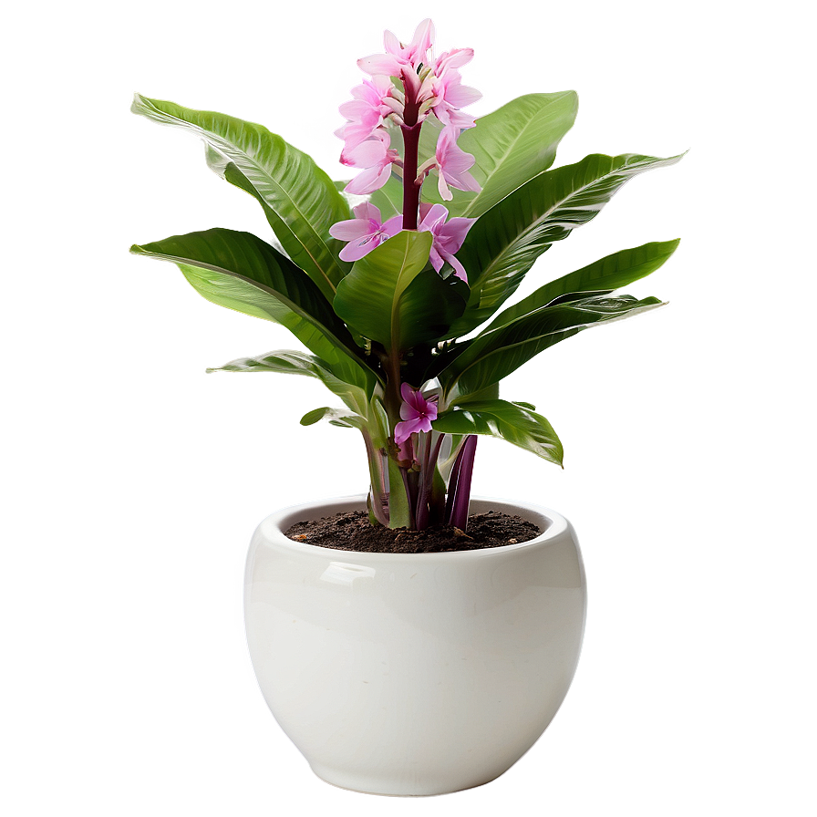 Flowering Houseplant Png 06202024