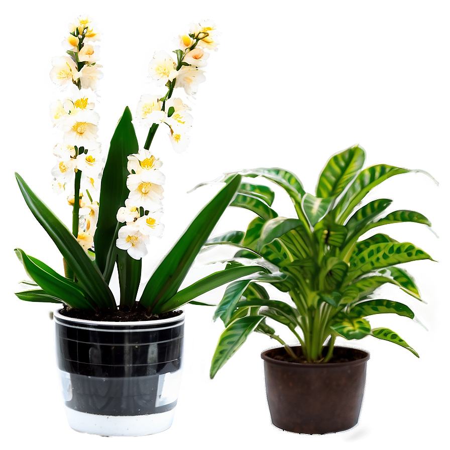 Flowering Houseplant Png Uae