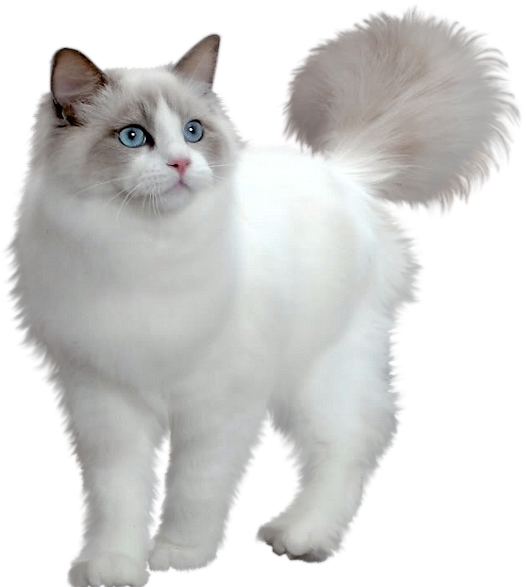 Fluffy Birman Cat Blue Eyes