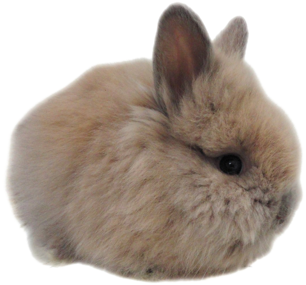 Fluffy Brown Bunny Isolated