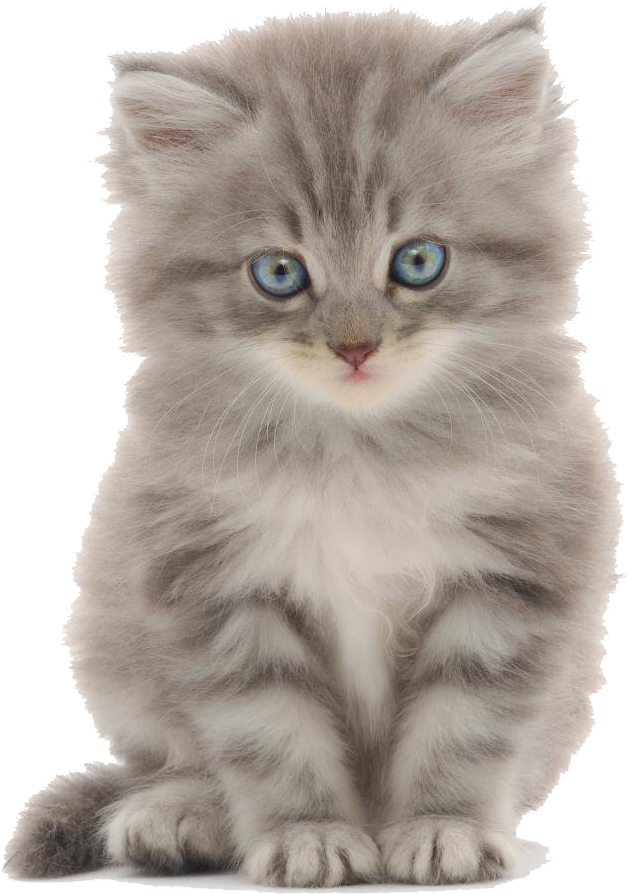 Fluffy Gray Kitten Blue Eyes