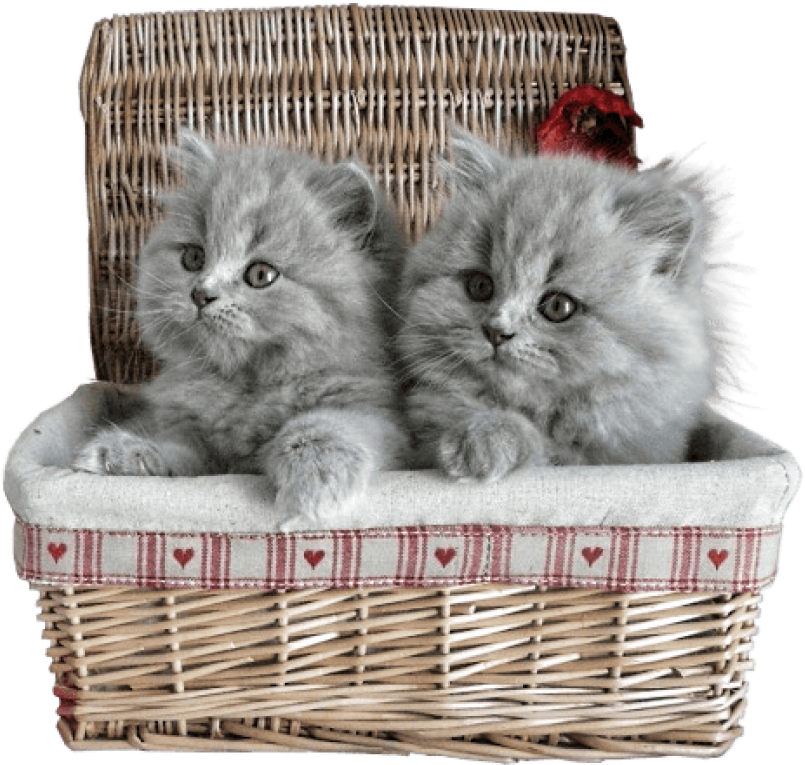 Fluffy Gray Kittensin Basket