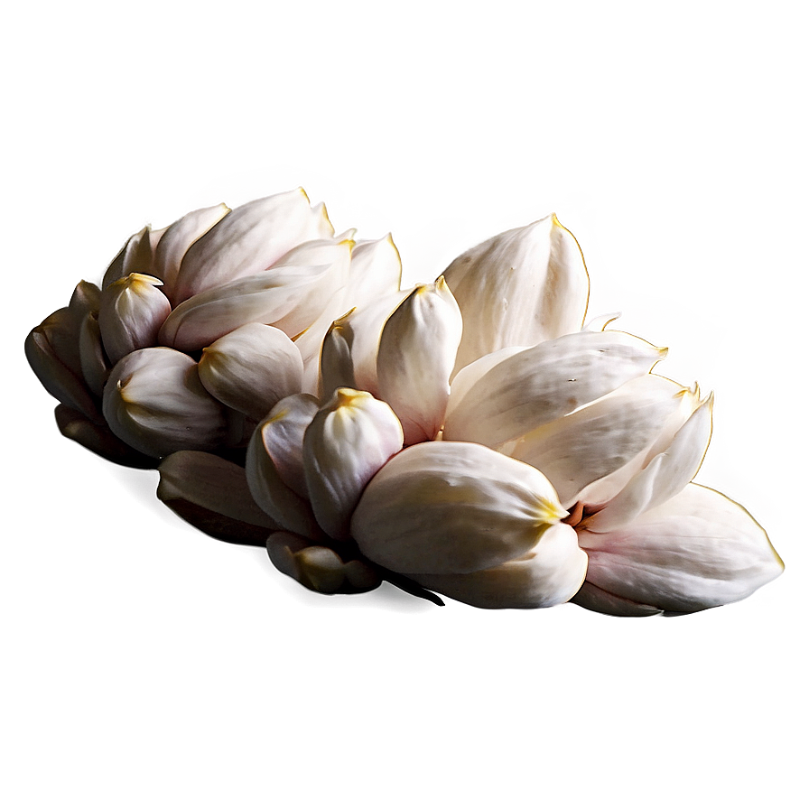 Fluffy Magnolia Seed Png 34