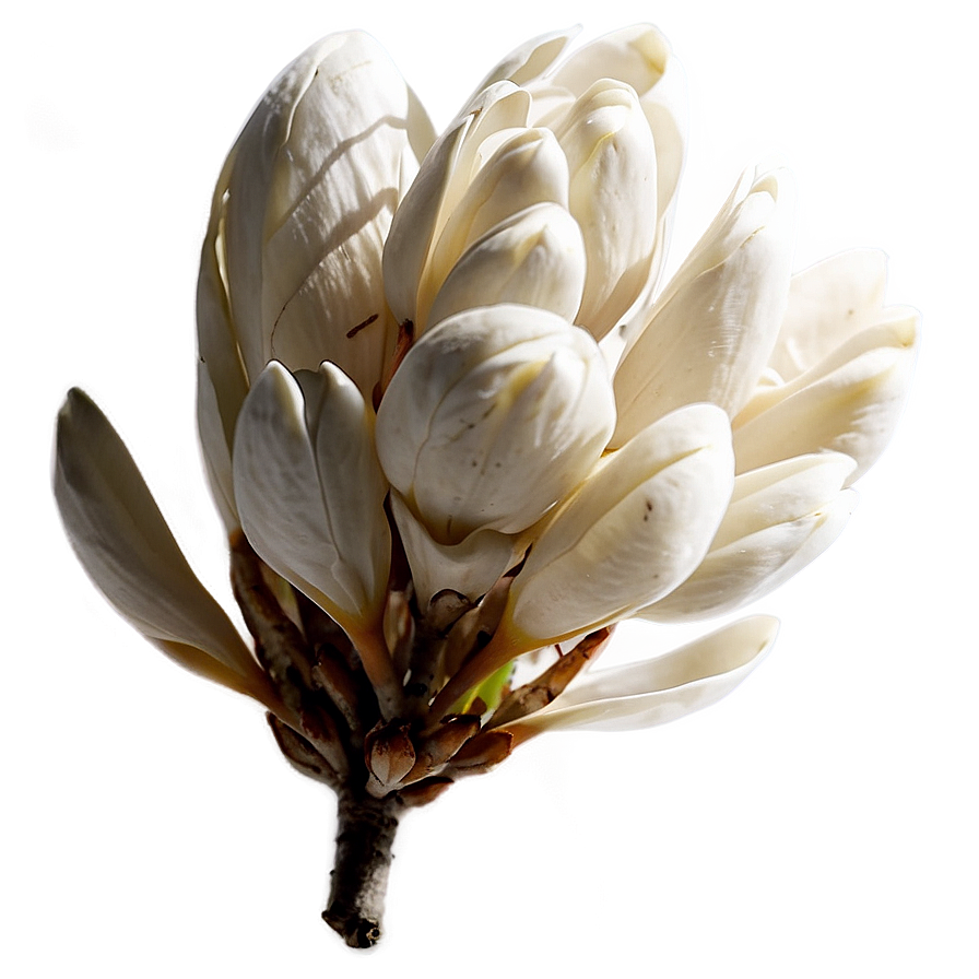 Fluffy Magnolia Seed Png Xun