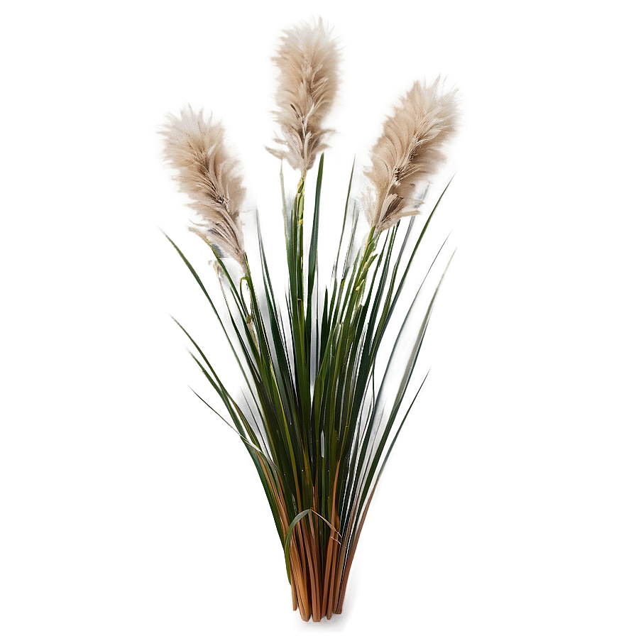 Fluffy Ornamental Grass Png Kww48