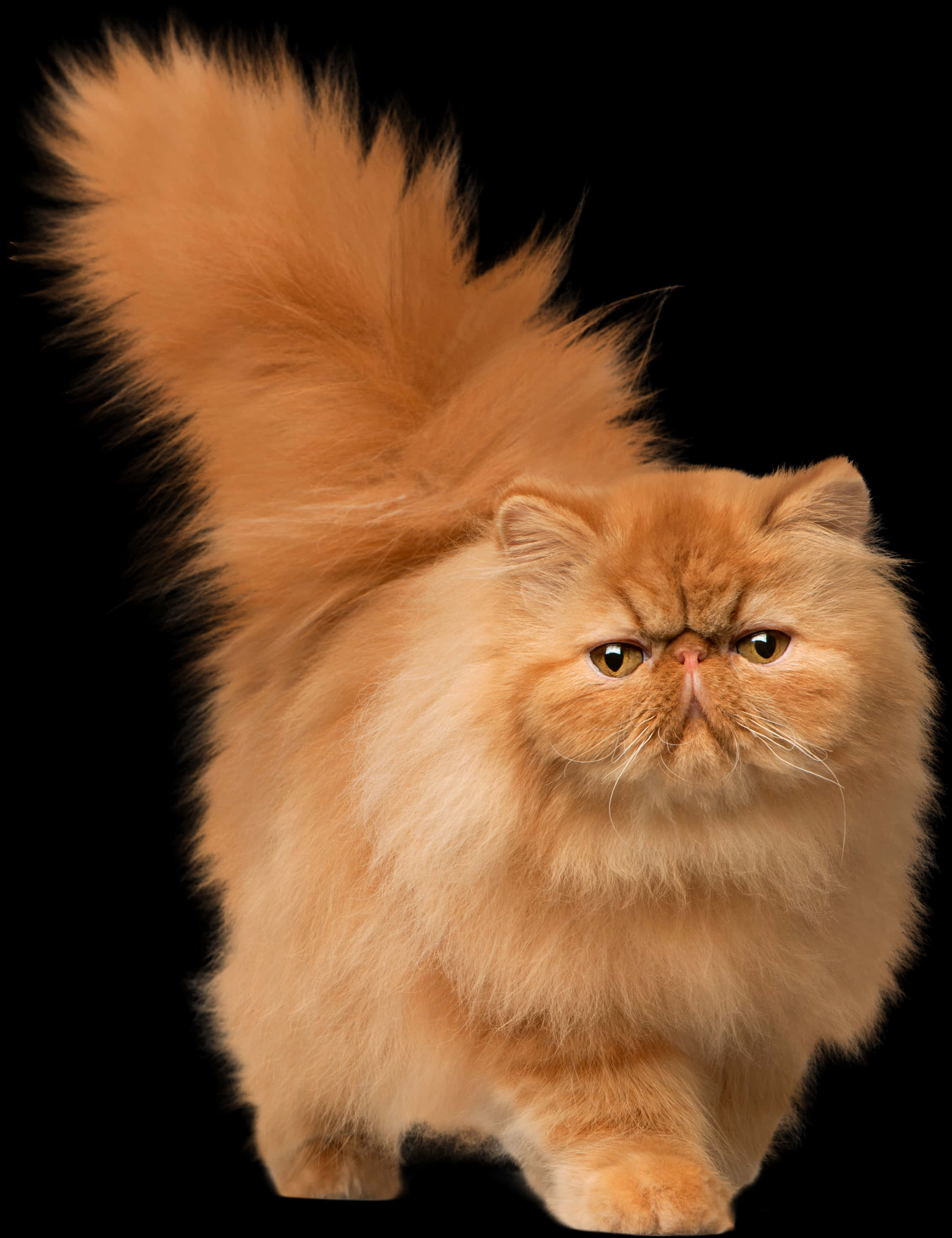 Fluffy Persian Cat Black Background.jpg