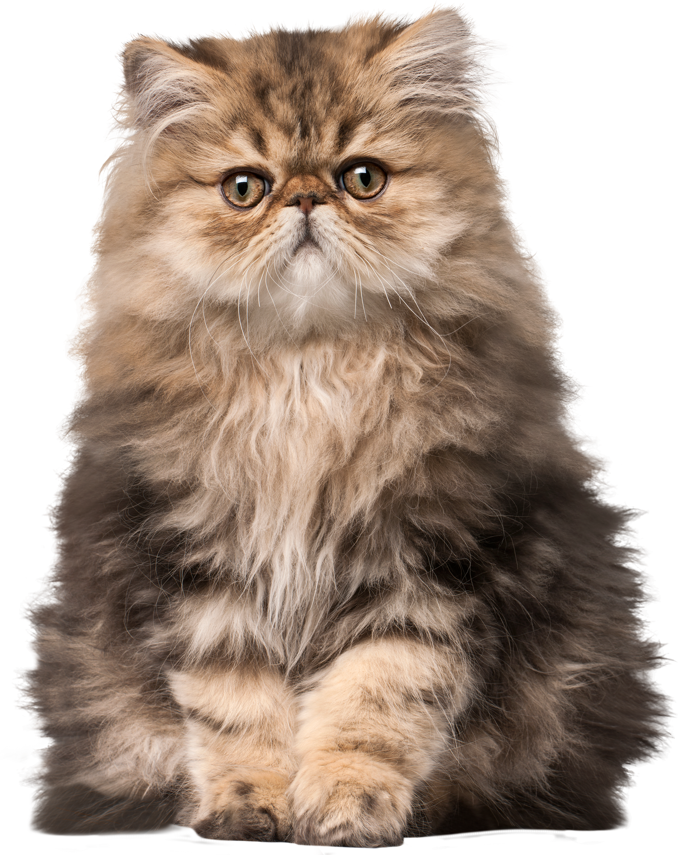 Fluffy Persian Cat Portrait