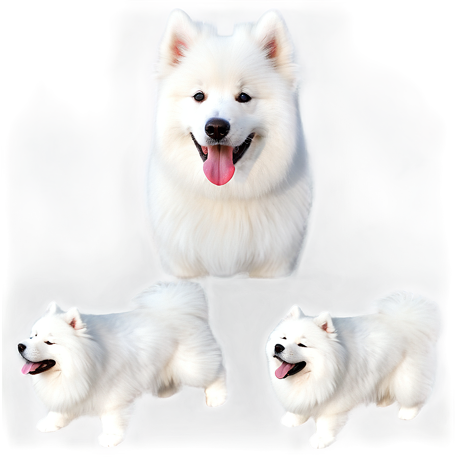 Fluffy Samoyed Fun Png 44