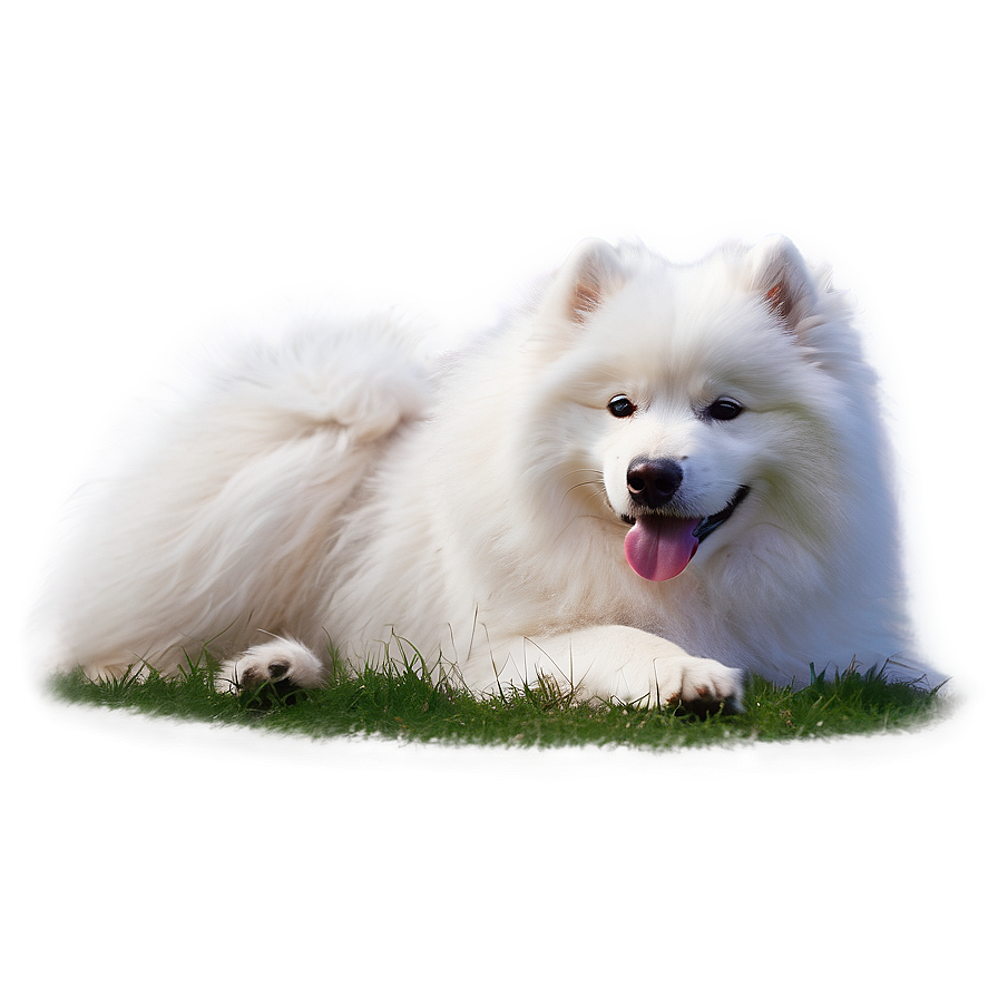 Fluffy Samoyed Fun Png Nya