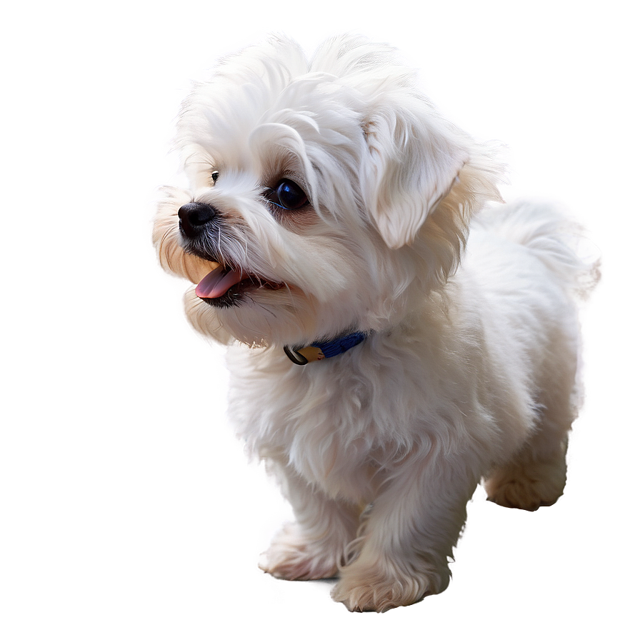 Fluffy White Maltese Png 79