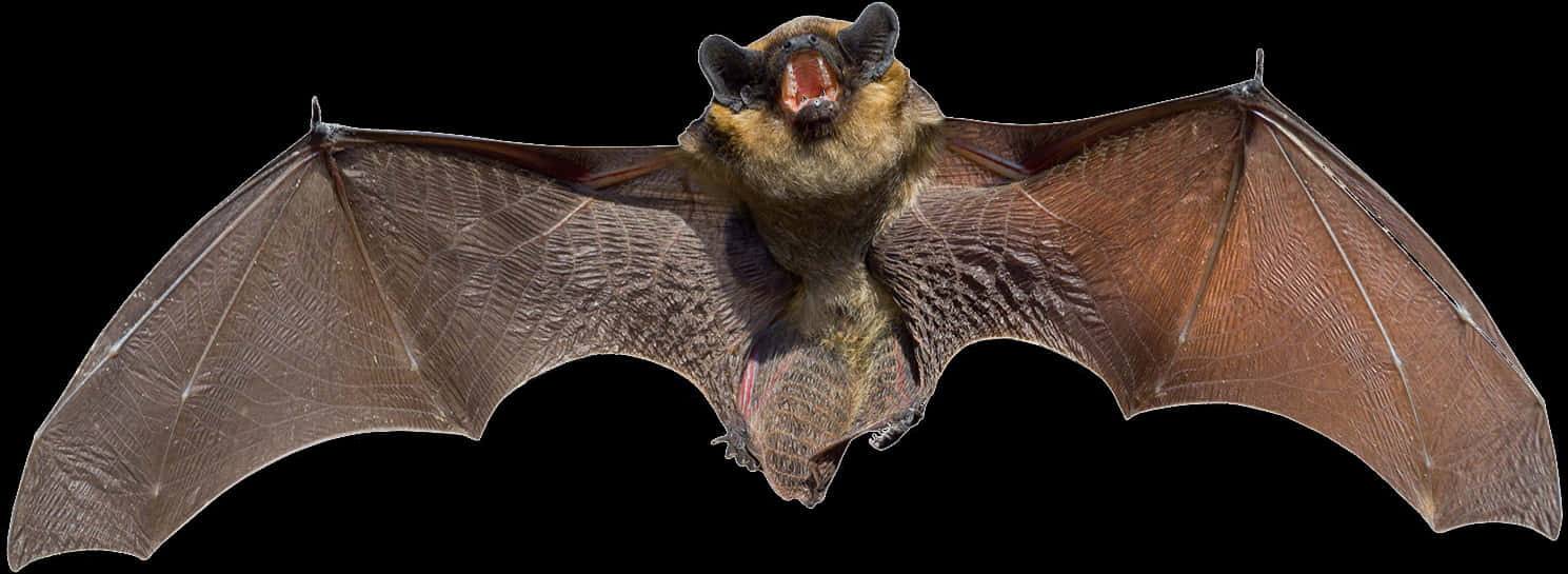 Flying Bat Black Background