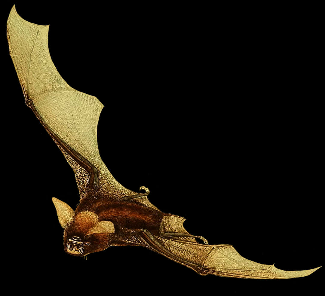 Flying Bat Black Background