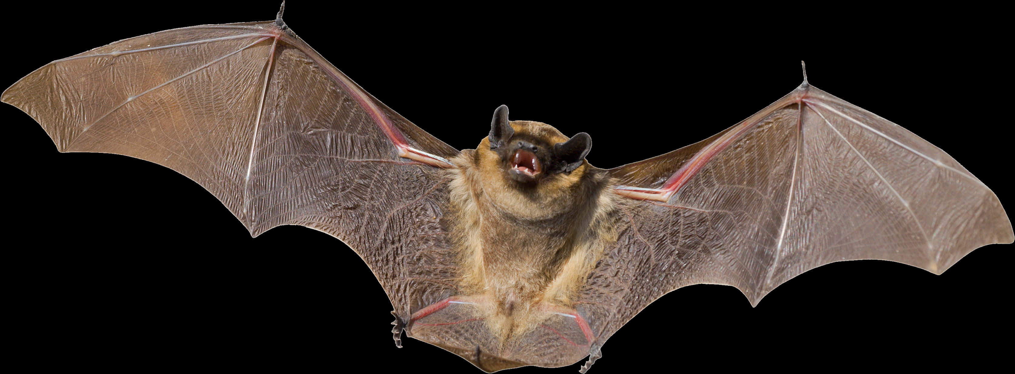 Flying Bat Black Background