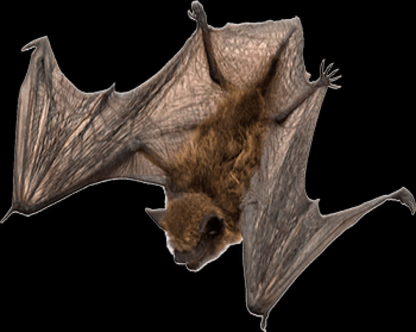 Flying Bat Transparent Background