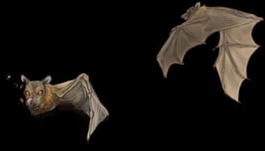 Flying_ Bats_ Illustration