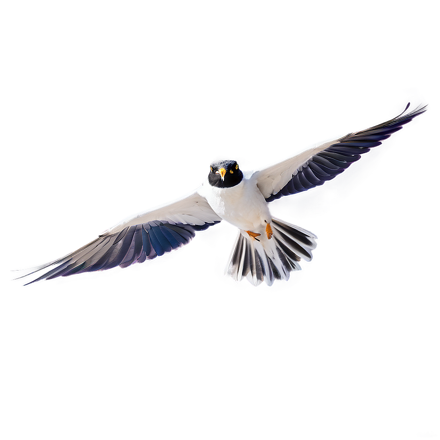 Flying Bird With Open Wings Png 24