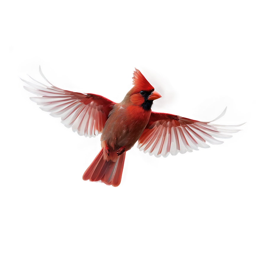 Flying Cardinal Png 87