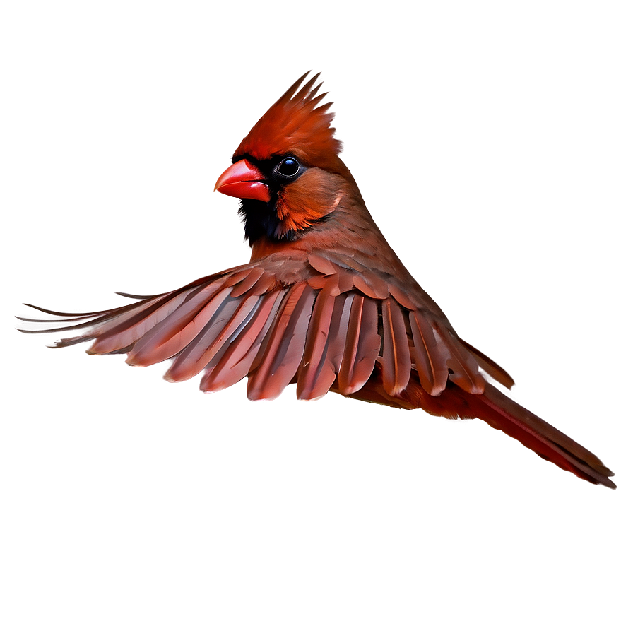 Flying Cardinal Png Xos