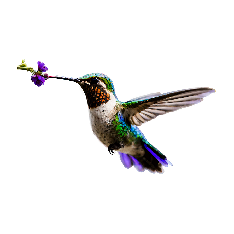 Flying Hummingbird Png 05212024