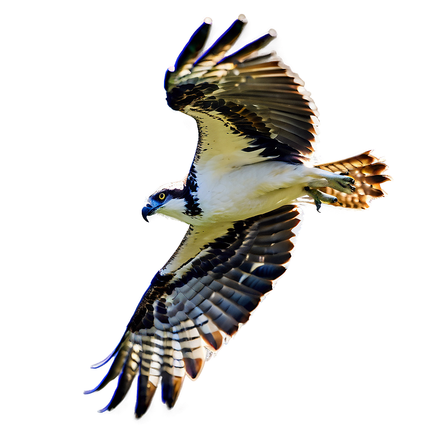 Flying Osprey With Prey Png 06292024