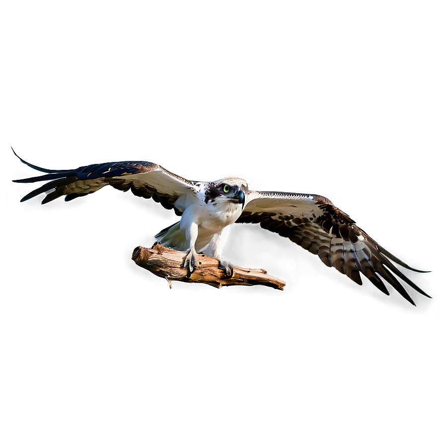 Flying Osprey With Prey Png 55